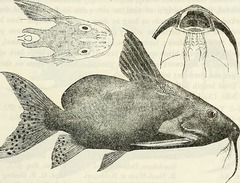 Catfish photo 2