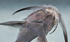 Catfish photo 3