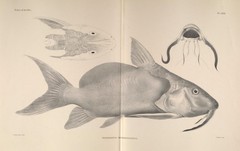 Catfish photo 4