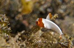 Cetoscarus bicolor