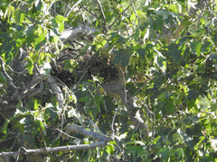 Buteo jamaicensis