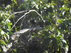 Buteo jamaicensis