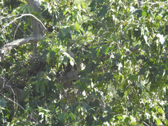Buteo jamaicensis