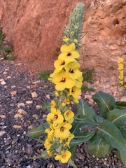 Verbascum boerhavii