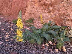 Verbascum boerhavii
