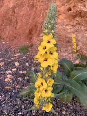 Verbascum boerhavii