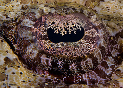 Tentacled Flathead photo 3