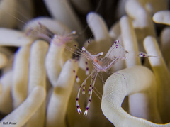 Ancylomenes longicarpus