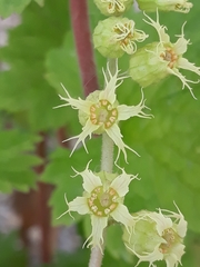 Tellima