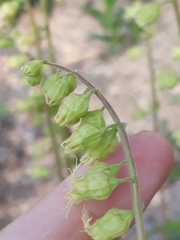Tellima