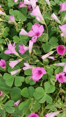 Oxalis articulata