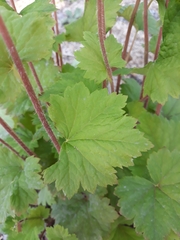 Tellima