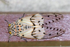 Ayuthia spectabile