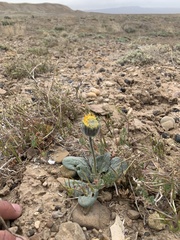 Encelia nutans