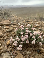 Eriogonum bicolor