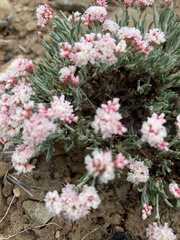 Eriogonum bicolor