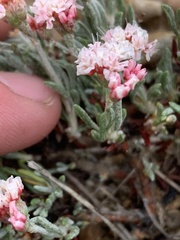 Eriogonum bicolor