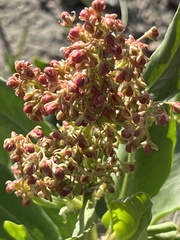 Rumex venosus