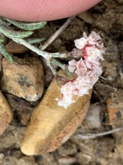 Eriogonum bicolor
