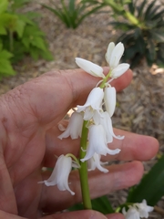 Hyacinthoides hispanica