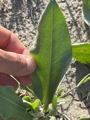Rumex venosus