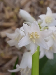 Hyacinthoides hispanica