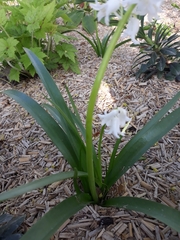Hyacinthoides hispanica