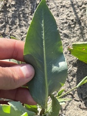 Rumex venosus