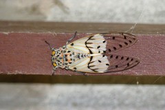 Ayuthia spectabile