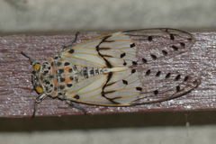 Ayuthia spectabile