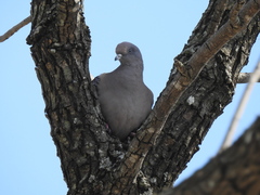 Patagioenas maculosa