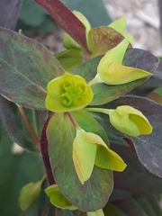 Euphorbia amygdaloides
