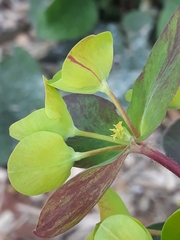 Euphorbia amygdaloides