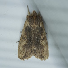 Lithophane hemina