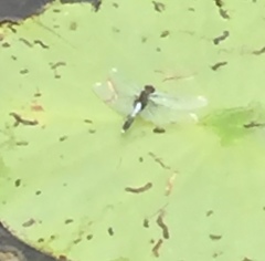 Leucorrhinia caudalis
