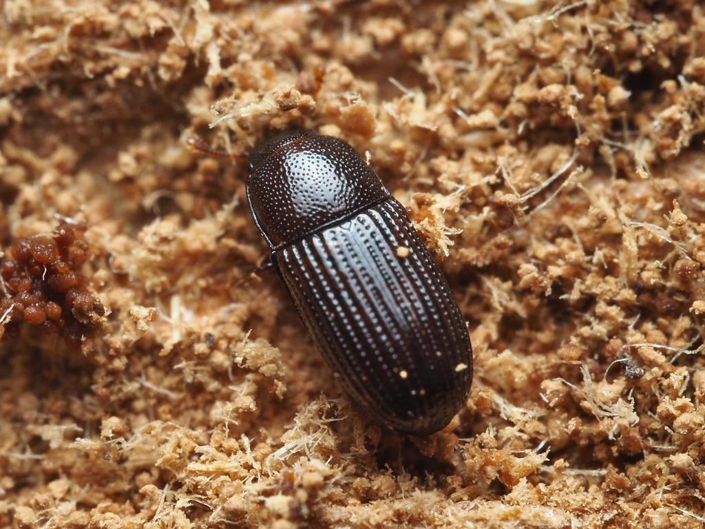 Dioedus punctatus