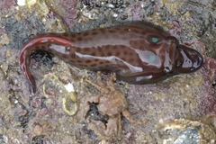 Lepadogaster purpurea
