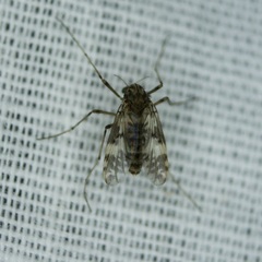 Psectrotanypus dyari