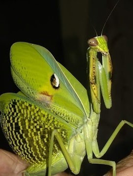 Argentine White-crested Mantis
