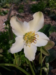 Helleborus