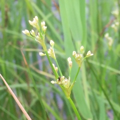 Juncus subnodulosus