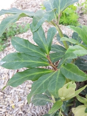 Helleborus