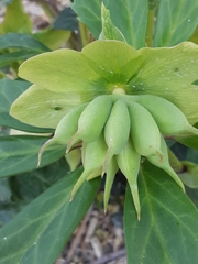Helleborus