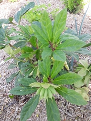 Helleborus