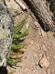 Polystichum imbricans