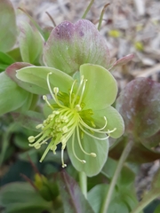 Helleborus