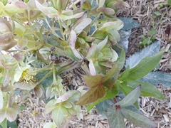 Helleborus
