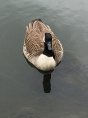 Branta canadensis
