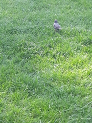 Sturnus vulgaris