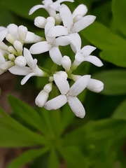 Galium odoratum